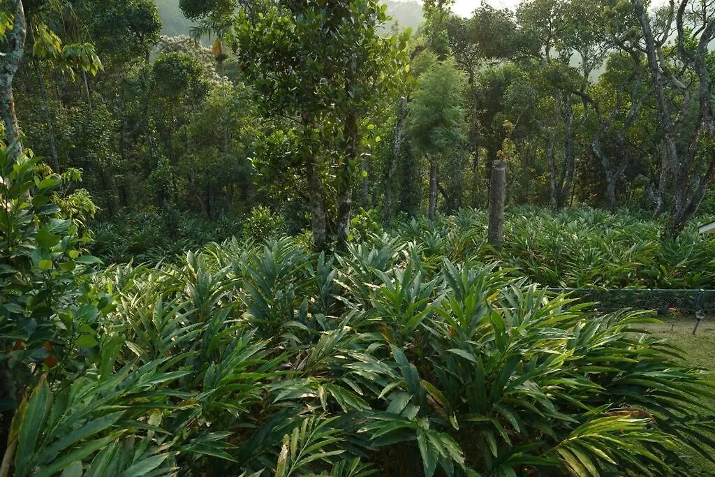 Cardamom Casa Plantation Villa Munnar India
